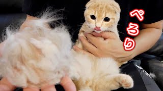 病気になった子猫の毛をバリカンで刈るつもりが...【マンチカン】