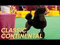 How to Set the Front of the Continental Trim | Poodle Grooming