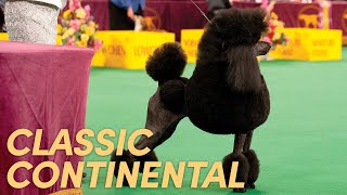 How to Set the Front of the Continental Trim | Poodle Grooming