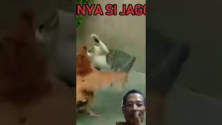 Pertarungan jago vs kucing seru#short#shorts