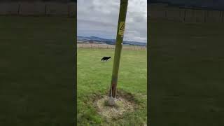 The big border collie race