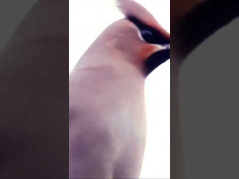 Vidéo: Amazing miracle oiseau waxwing