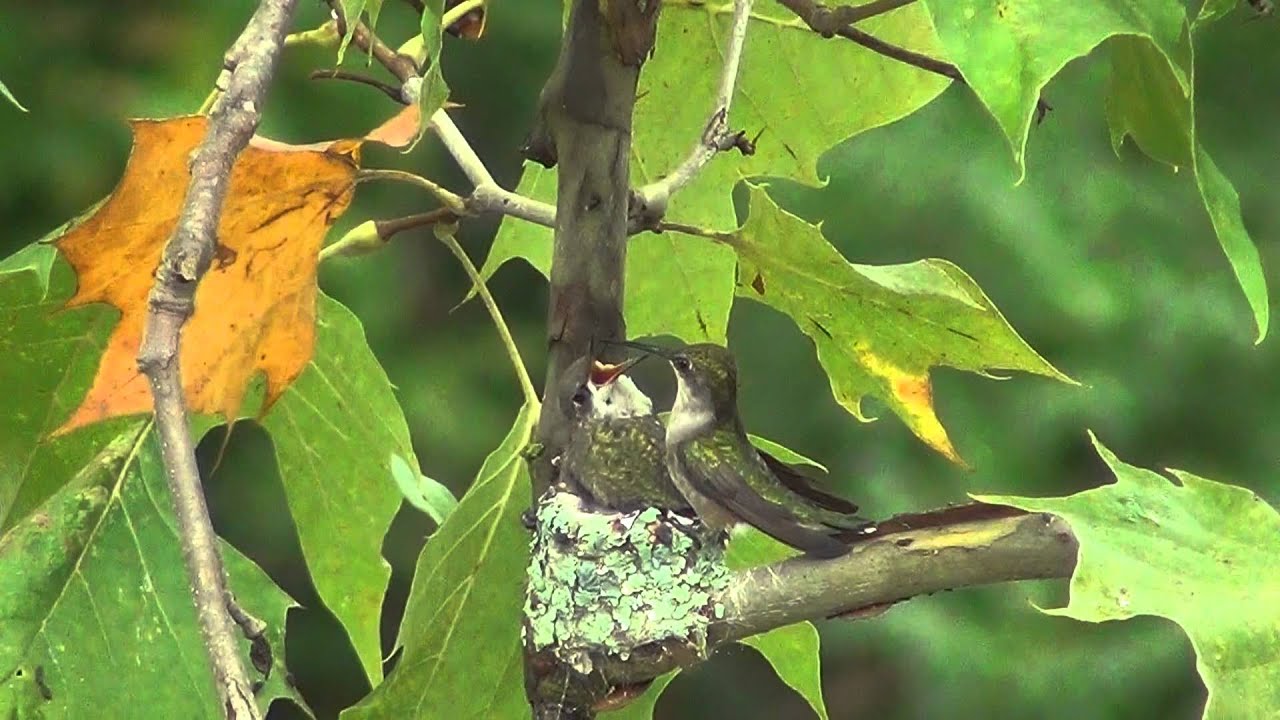 gahanna farmers market 2012/09/04 Hummingbird nest near Big Walnut Bike Trail, Gahanna, OH