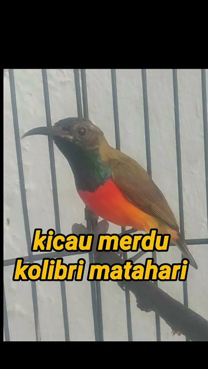 kolibri matahari‼kolibri matari gacor #viral #trending #kicaumania #kicau #fyp #kolibri #sogon