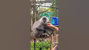 Khỉ ở Thảo Cầm Viên Sài Gòn 🥰#shorts #viral