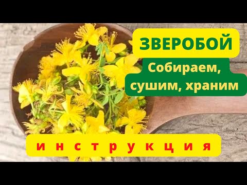 Зверобой  Инструкция по сборке и сушке.