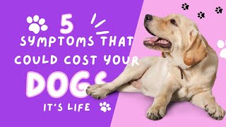 5 symptoms that could cost your dog its life #dog #doglife