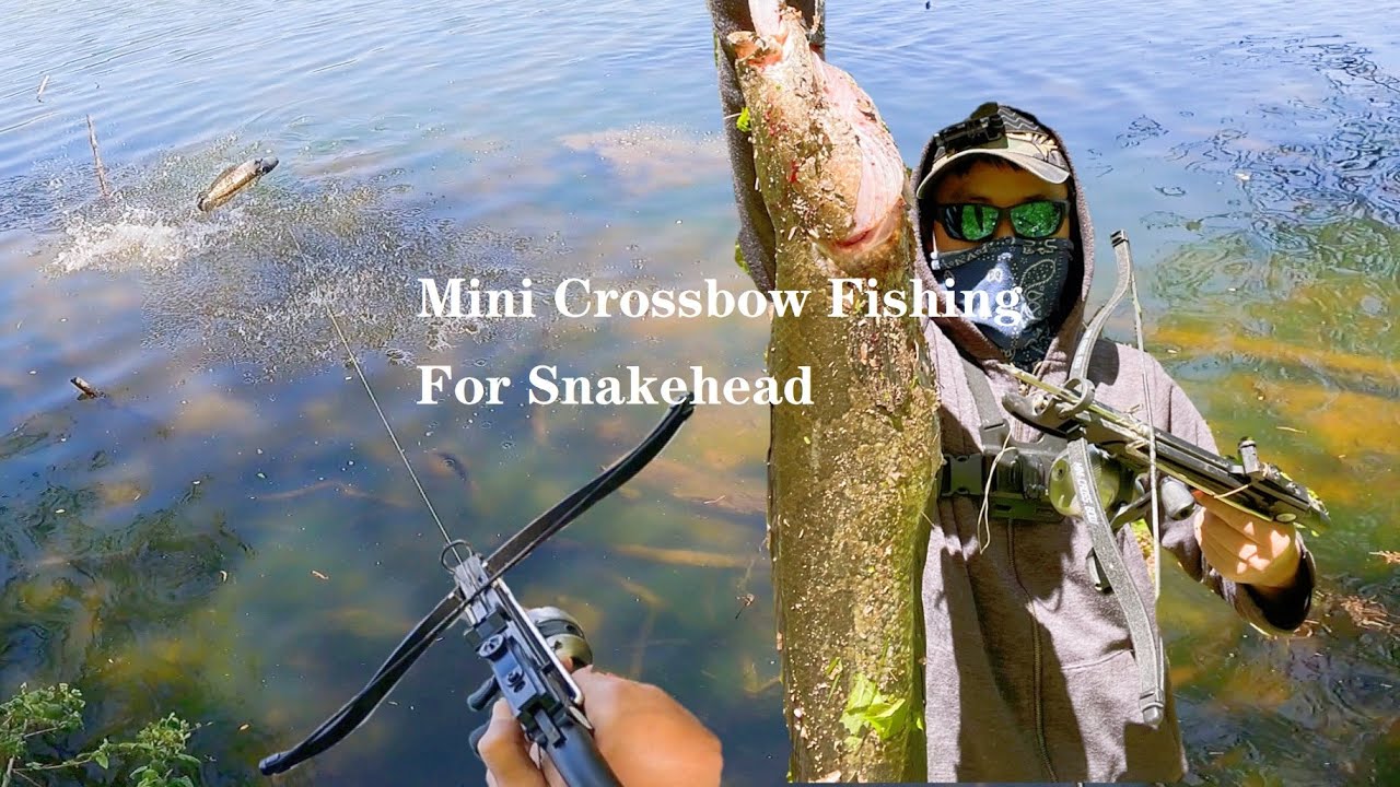 Mini Crossbow Fishing For Snakehead YouTube