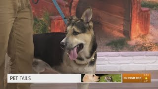 Pet Tails: Meet Titan