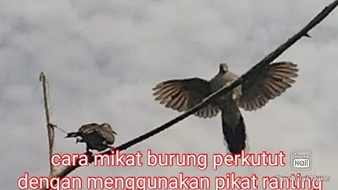 cara mikat burung perkutut menggunakan pulut dan pikat ranting dengan sangat mudah