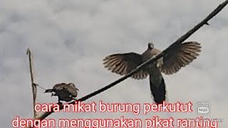 Download Lagu cara mikat burung perkutut menggunakan pulut dan pikat ranting dengan sangat mudah MP3
