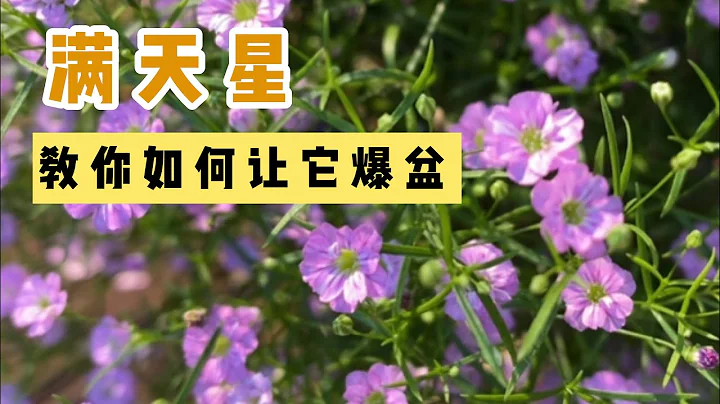 一年四季開花，爆盆的滿天星，how to grow gypsophila repens baby's breath，值得擁有一盆！#BenWithLana小豆包媽媽 - 天天要聞