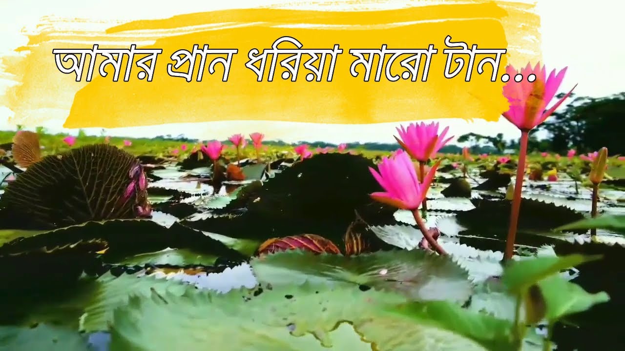 আমার প্রান ধরিয়া মারো টান || Amar Pran Dhoriya Maro Taan Lyrics ...
