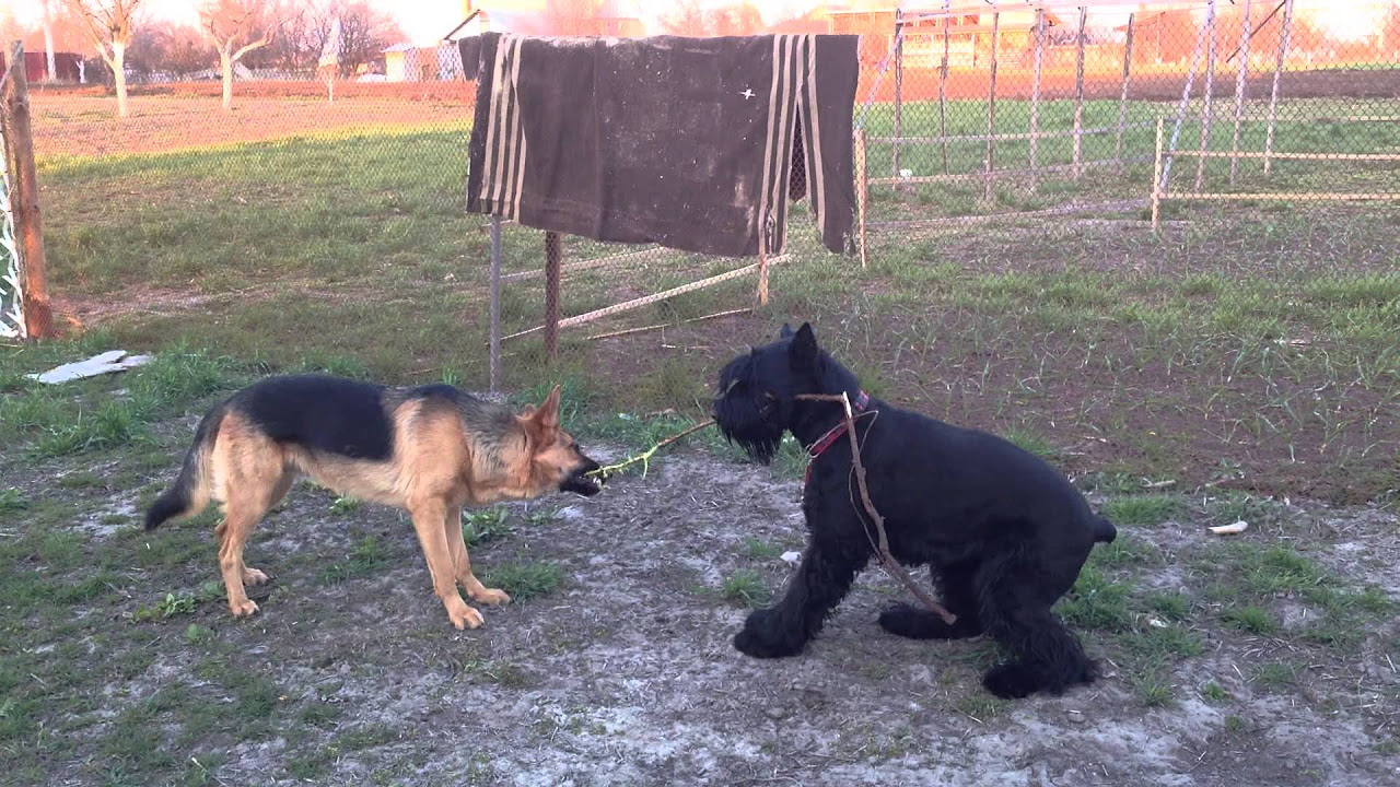 порода собак розеншнауцер