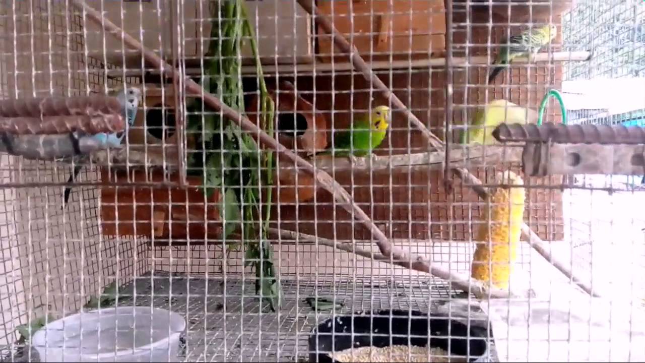 Cara ternak Burung Parkit mp4 