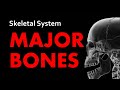 Essential Bones of the Human Skeleton