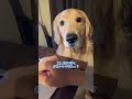 こんなにぼくかわいいのに? #大型犬 #ゴールデンレトリバー
