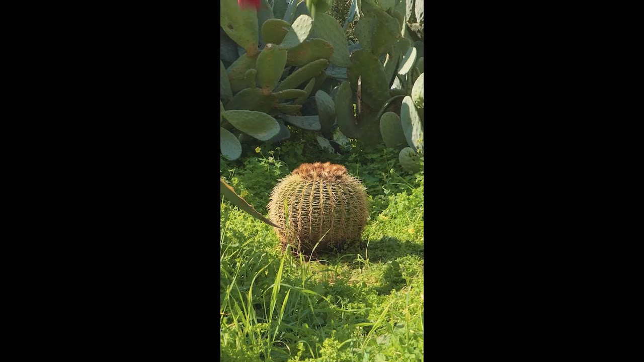 Turn wild cactus into a tasty meal! 🌵🍴