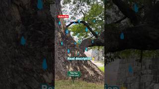 What Makes Rain Tree Actually Rain?