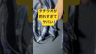 タチウオ入れ食い状態の場所 #shorts #short #shorts