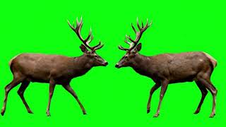 Viral Deer Green Screen || Running Deer Wildlife Overlay 4K