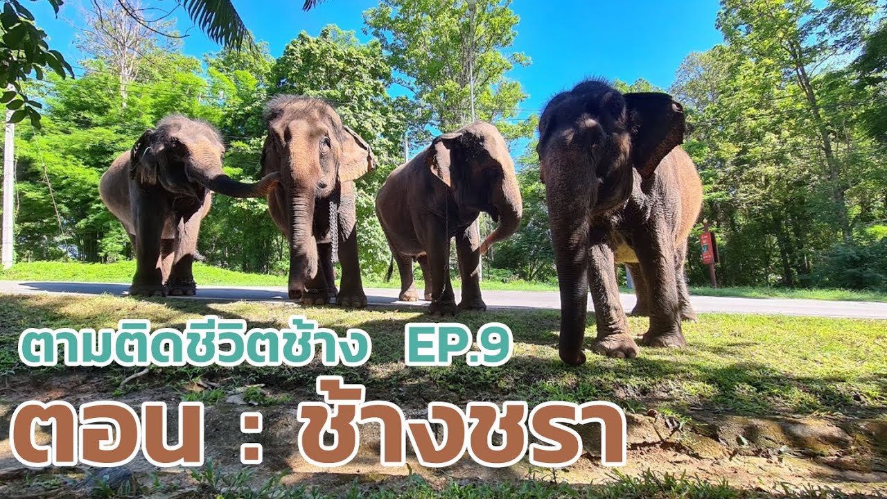 ตามติดชีวิตช้าง EP.9 ตอน 