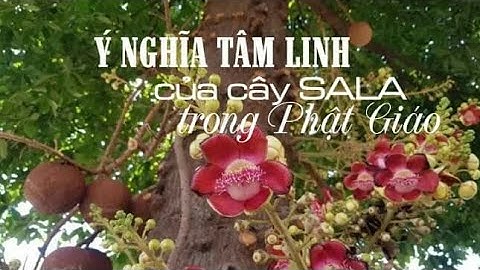 Ý NGHĨA TÂM LINH CỦA CÂY SALA TRONG PHẬT GIÁO.