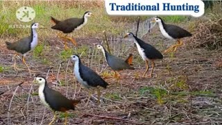 Wild Water Hen Caught in Seconds 2026 #NaturalBirdHunting