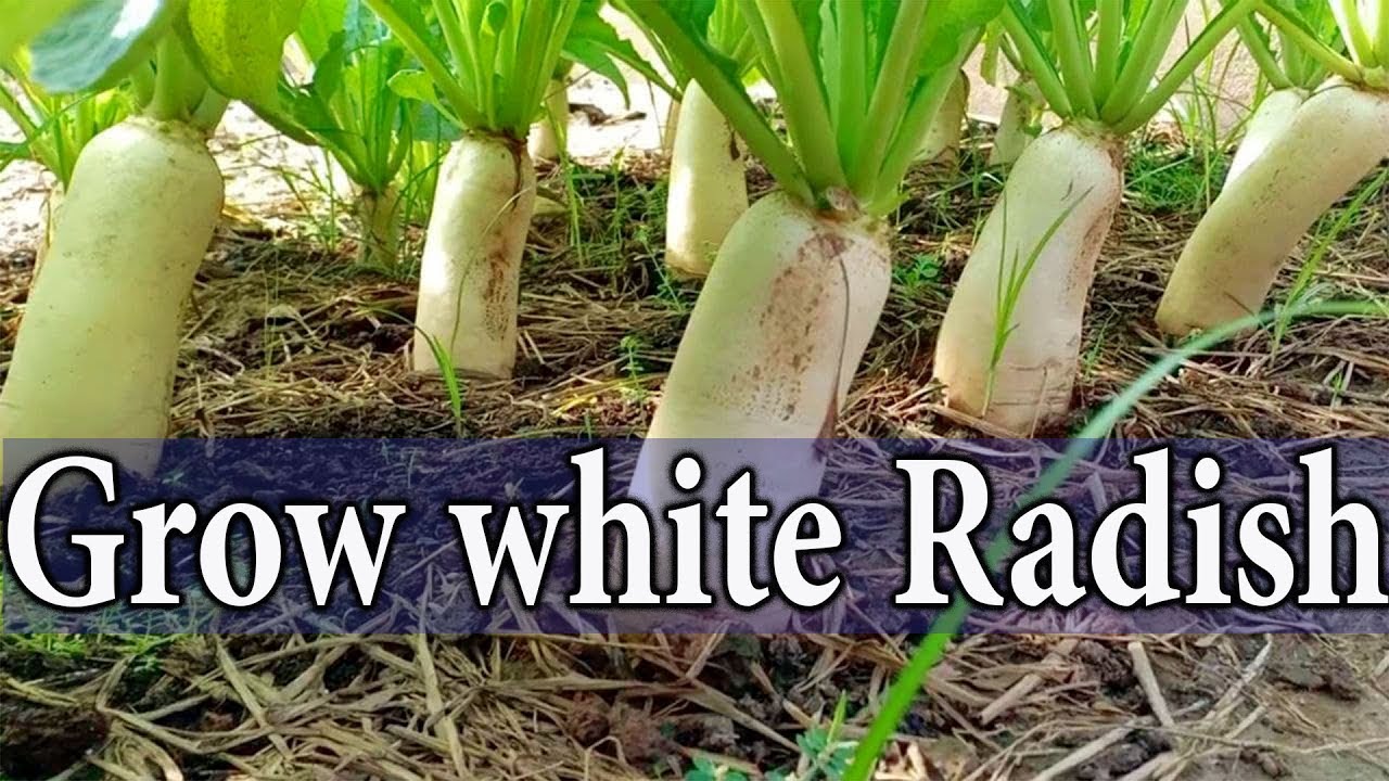 How to grow White Radish From seeds information Urdu/Hindi YouTube