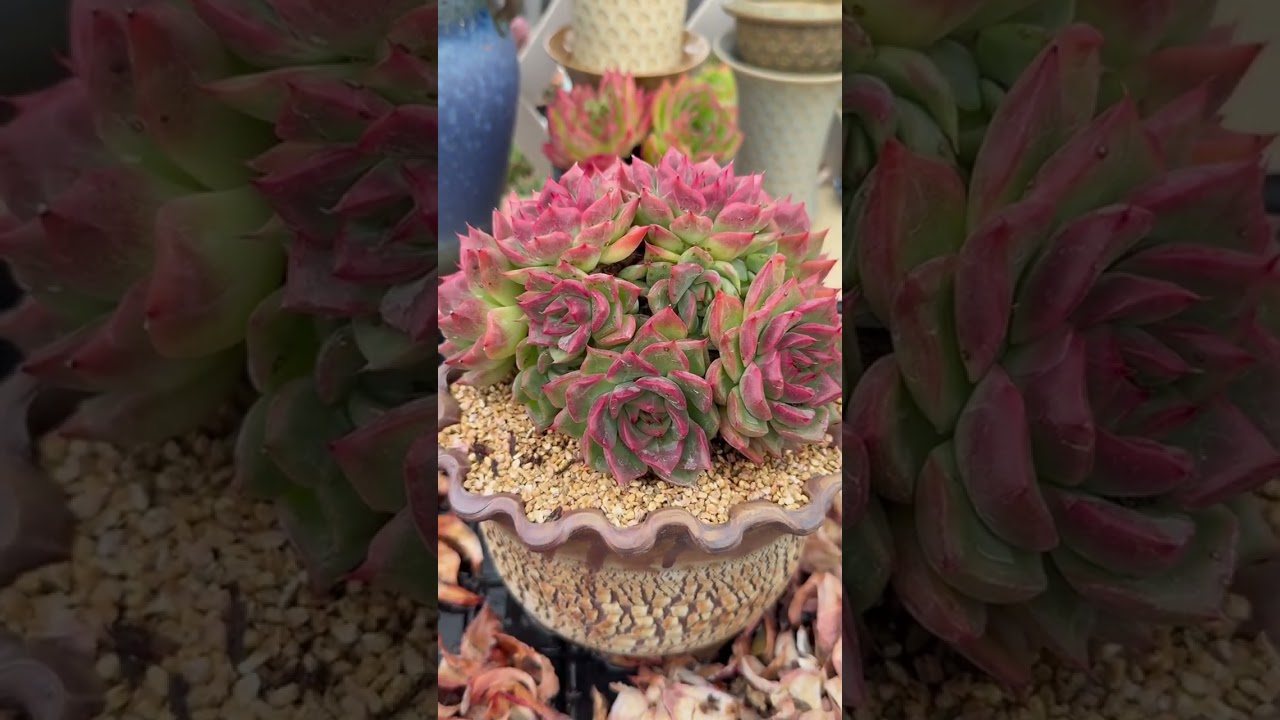 Master Succulent Care: The Only Guide You’ll Ever Need 🌿