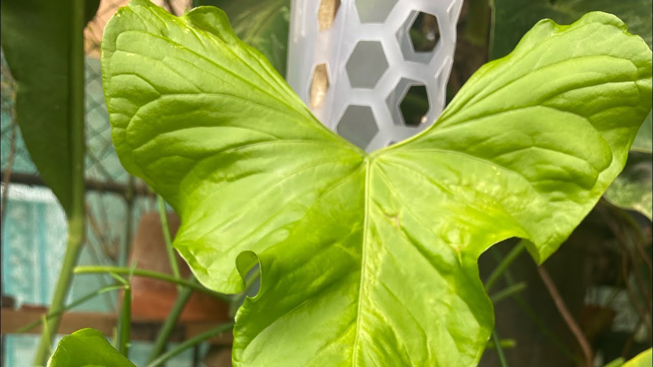 little elephant ear plant Shop Our Alocasia Yellow Stem