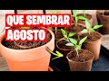 QUE SEMBRAR en AGOSTO Calendario de Siembra + TAREAS | La Huerta de Ivan 🌱