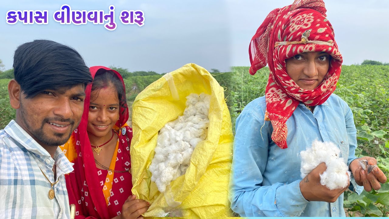 કપાસ વીણવાનું સરુ😇 // Kapas Vinavanu Saru😇  Pritine Chandigadh javu