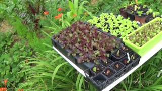 Potager en permaculture [Juillet 2016] #17