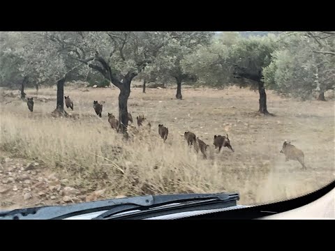 05/12/2022 ΑΓΡΙΟΓΟΥΡΟΥΝΑ ΣΤΟ ΛΑΥΡΙΟ !!!