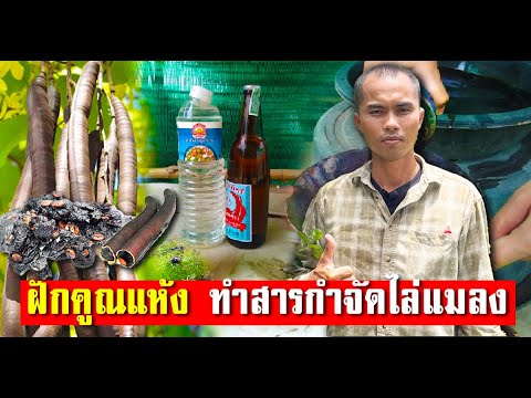 น้ำหมักไล่แมลงจากฝักคูณแห้ง