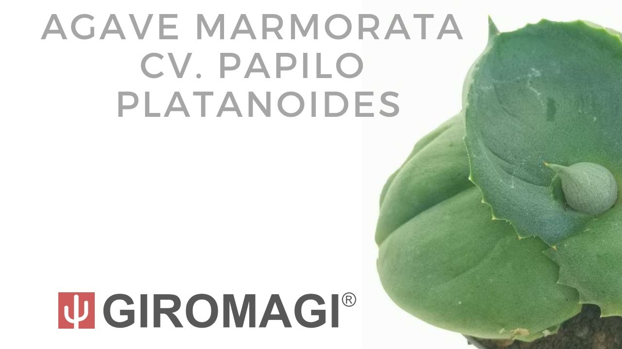 vasco agave Artichoke Agave