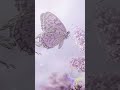 優雅 (yūga) • Lilac Butterfly Dream • Elegant Spring Serenity