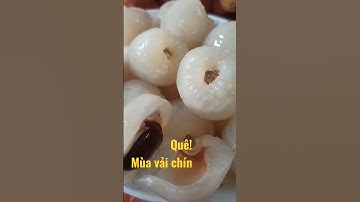 Trái cây Việt Nam _ Mùa vải chín