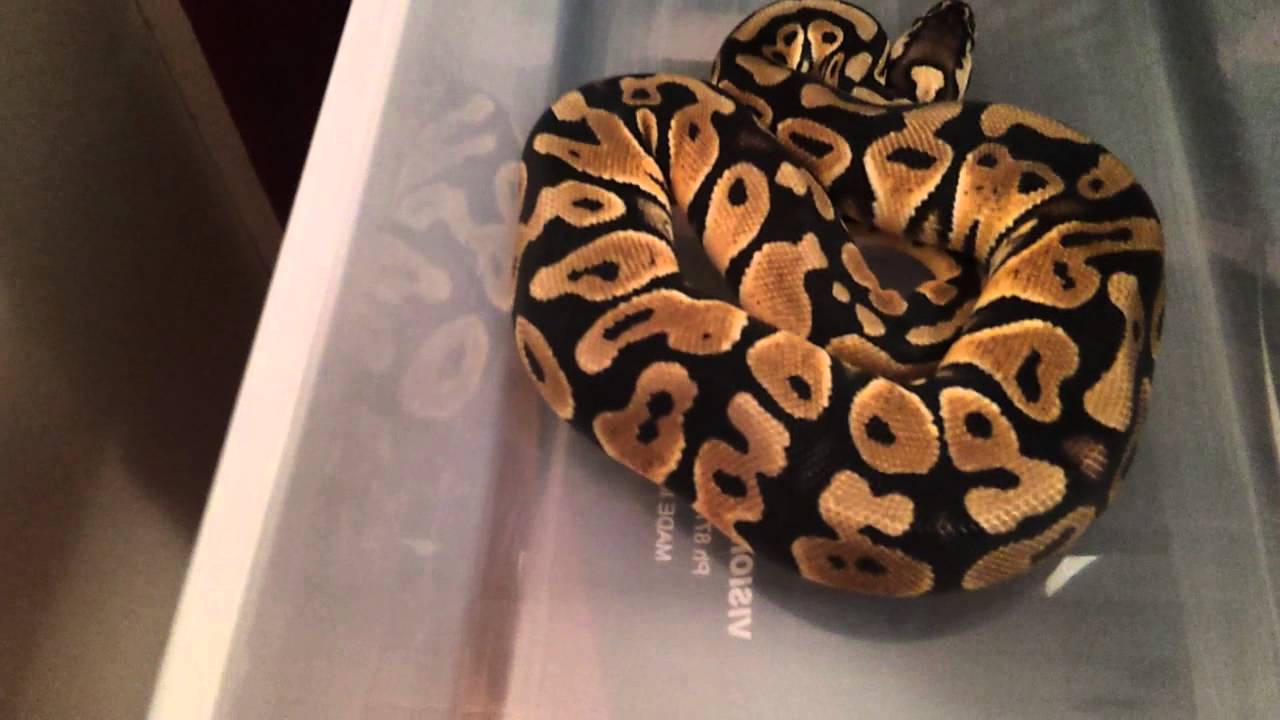pythons for sale Small update