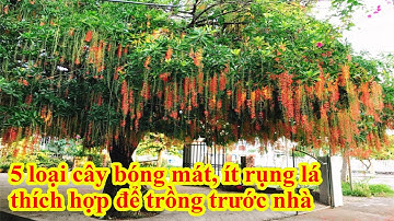 5 loại cây bóng mát, ít rụng lá thích hợp để trồng trước nhà