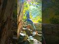 Best Picnic Spot in Mayurbhanj Part 2 Chaulobhaja #mayurbhanjpicnicplace #mayurbhanjpicnicspot