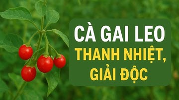 Bí mật của Cà gai leo – Thần dược giúp thanh nhiệt, giải độc gan hiệu quả