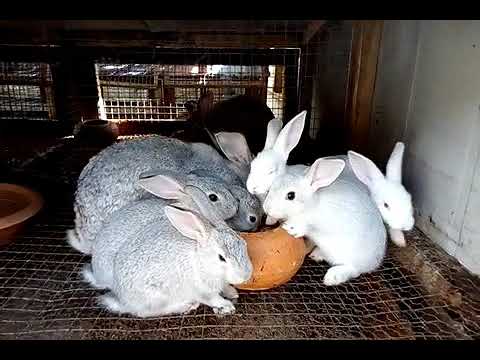 Rabbit farming in Elmina, Ghana