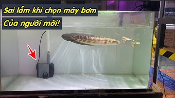 Sai lầm khi chọn máy bơm hồ cá của người mới _ cách nuôi cá cảnh