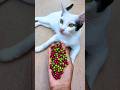 Satisfying Cat 🌈 ASMR Beads Reverse Magic#shorts #cat #asmr #satisfying #beads