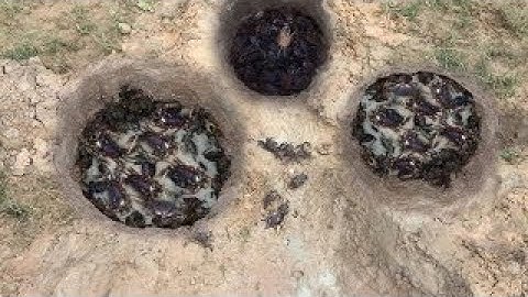 Man make eazy 3 deep hole crab trap catch a lot of crab -2017