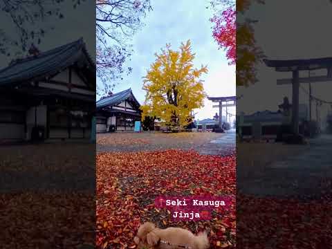 Stunning✨Fall Foliage🍁Japanese⛩️ Shrine🍂 #japanwalk #vlogjapan #traveljapan