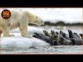 Deadliest Polar Bear Attacks Caught on Camera | Wild Animals