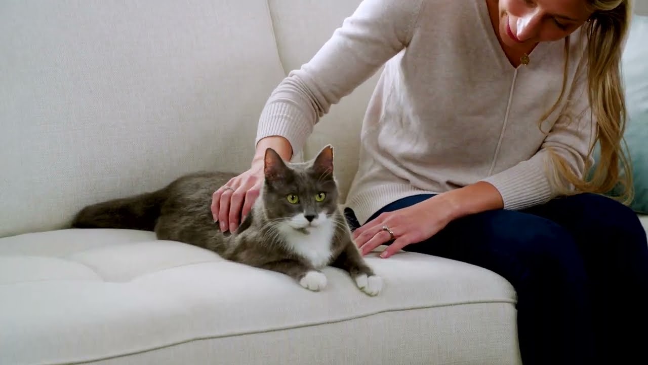 Laser automatique roulant Laser Tail de PetSafe® YouTube